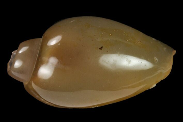 Polished, Chalcedony Replaced Gastropod Fossil - India #133530